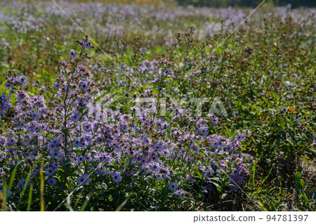Purple flowers in the autumn field, New York aster Purple flowers in the autumn field, New York aster 94781397