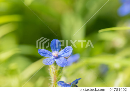 Blue Anthusa flower in full bloom Blue Anthusa flower in full bloom 94781402