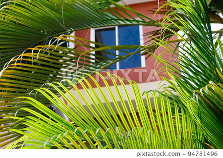 Exterior View of Tropical villa, modern architecture, and tropical plants. 94781496