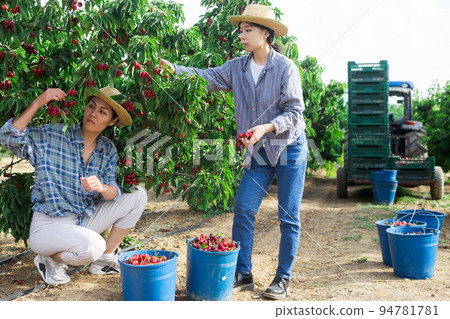 Farmers team harvest ripe cherries in garden 94781781