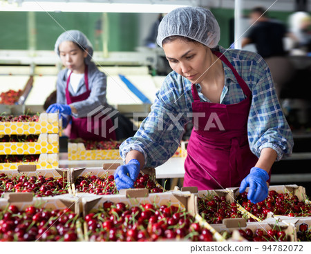 Asian woman sorting cherries 94782072