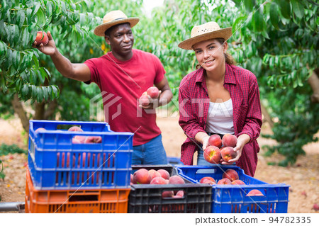 Man and young woman collecting peaches 94782335