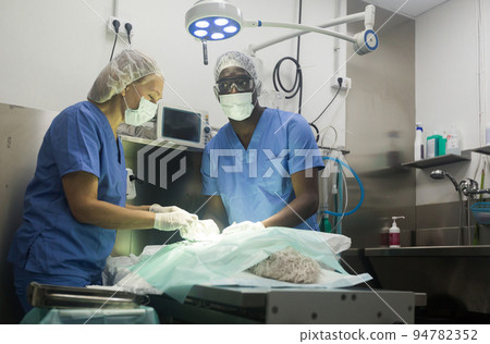 Proffesional veterinarians in uniform doing operation 94782352
