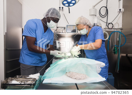 Surgery for a dog in a veterinary clinic Surgery for a dog in a veterinary clinic 94782365