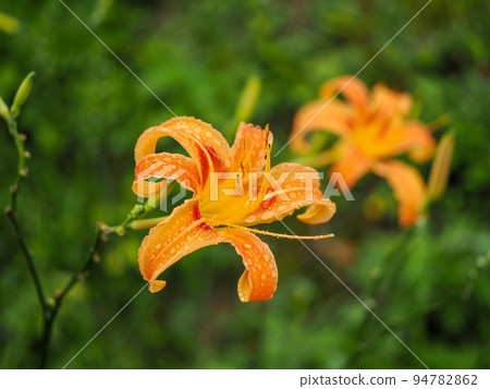Scenery with Daylilies (Forget-me-nots) Scenery with Daylilies (Forget-me-nots) 94782862