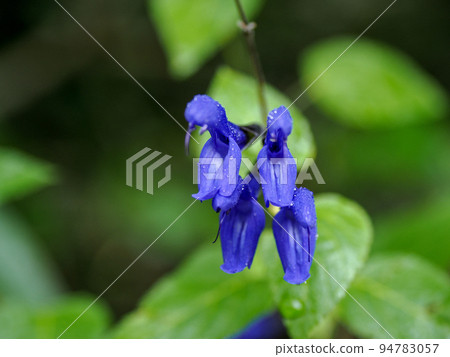 Landscape with Salvia garanitica (meadow sage) 94783057