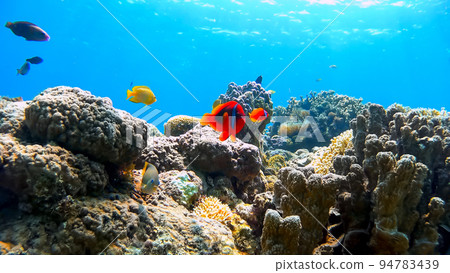 沖繩阿嘉島西濱海灘海葵魚水下攝影 沖繩阿嘉島西濱海灘海葵魚水下攝影 94783439