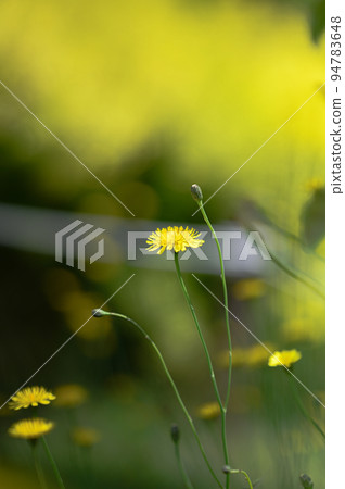 Butana blooming in the field Butana blooming in the field 94783648