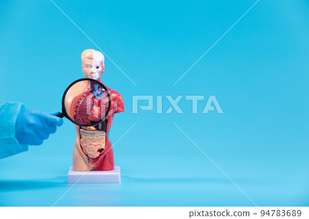 Doctor gloves Magnifier scan examine human body lung digest belly health means stopping medical prevention of illness disease problem. Concept diagnosis check up health care plan, copy space Doctor gloves Magnifier scan examine human body lung digest belly health means stopping medical prevention of illness disease problem. Concept diagnosis check up health care plan, copy space 94783689
