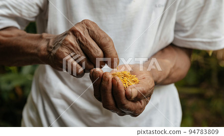 Close up hand holding on seed ,Seeding,Seedling,Agriculture. rice seed. Close up hand holding on seed ,Seeding,Seedling,Agriculture. rice seed. 94783809