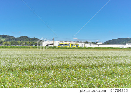 LRV going to buckwheat fields 94784233