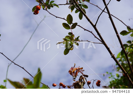 萬聖夜和向藍天綻放的鮮花 萬聖夜和向藍天綻放的鮮花 94784418