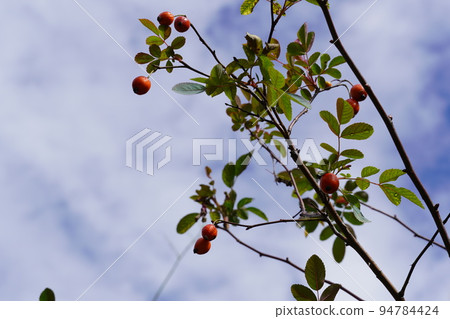 萬聖夜和向藍天綻放的鮮花 萬聖夜和向藍天綻放的鮮花 94784424