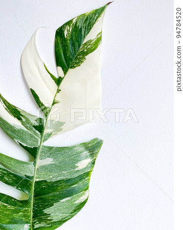 Epipremnum Pinnatum Variegate Leave on the white background Epipremnum Pinnatum Variegate Leave on the white background 94784520