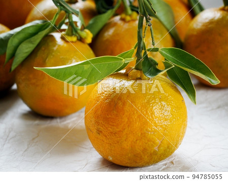 帶葉子的大帶 帶葉子的大帶 94785055