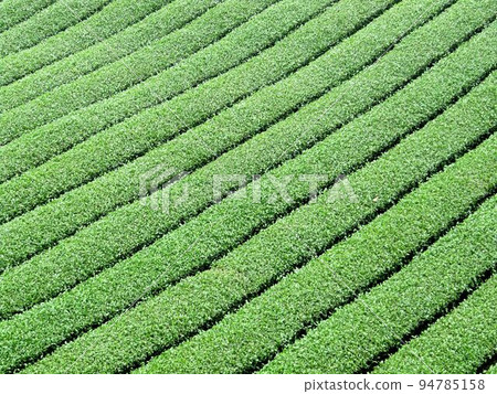 阿里山、新中浩郎 94785158