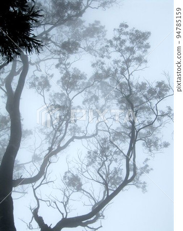 阿里山、新中浩郎 94785159