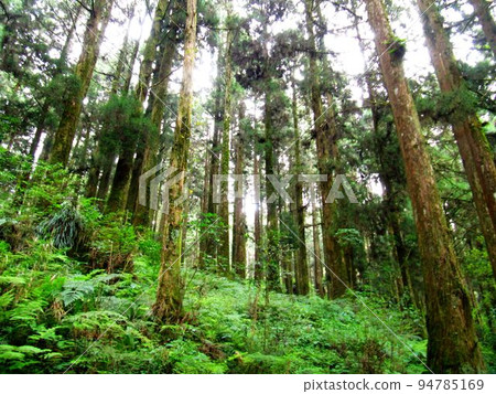 阿里山、新中浩郎 94785169