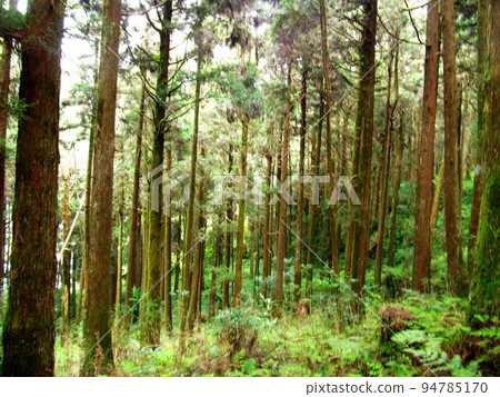 阿里山、新中浩郎 94785170