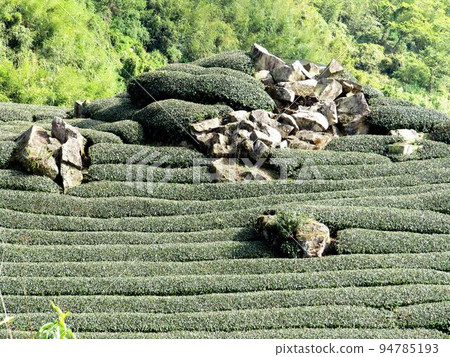 Alishan, Shinnaka Koro 94785193