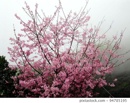 阿里山、新中浩郎 94785195