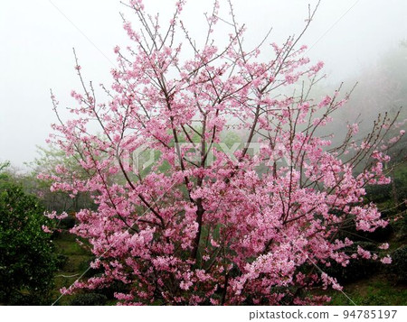 阿里山、新中浩郎 94785197