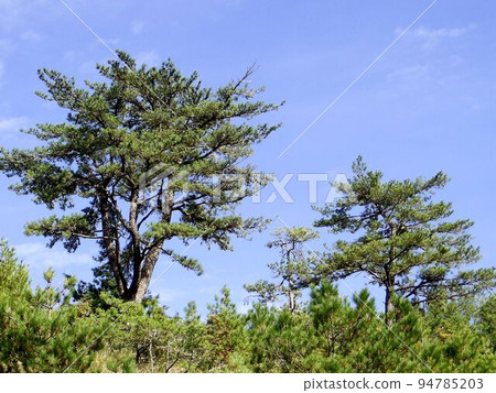 阿里山、新中浩郎 阿里山、新中浩郎 94785203