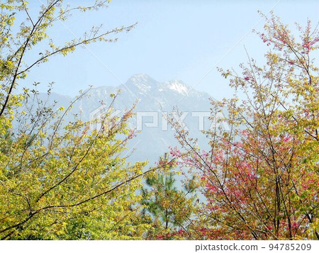 阿里山、新中浩郎 阿里山、新中浩郎 94785209