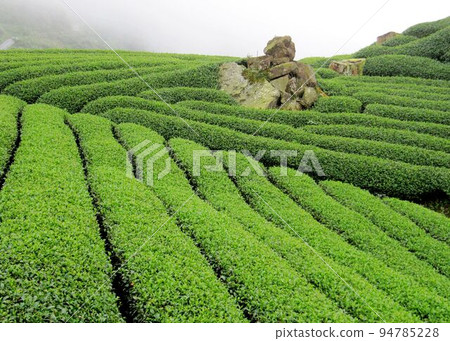 阿里山、新中浩郎 94785228