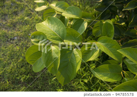 Persimmon Persimmon 94785578