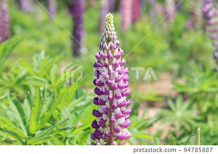 Early summer, wild lupines 94785887