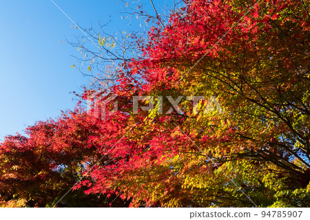 Autumn leaves of Lake Tanzawa 94785907