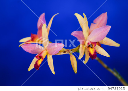 粉紅色和黃色的花朵 粉紅色和黃色的花朵 94785915