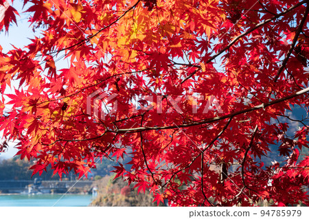 Autumn leaves of Lake Tanzawa 94785979