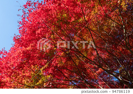 Autumn leaves of Lake Tanzawa Autumn leaves of Lake Tanzawa 94786119