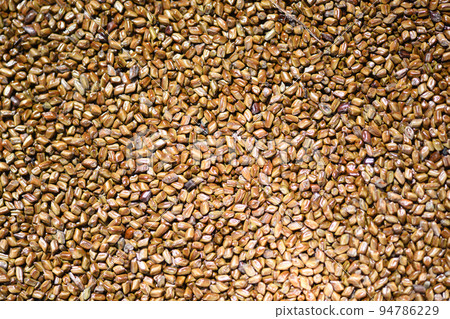 Seeds of medicinal herb Sicklepod (Ebisu grass) Seeds of medicinal herb Sicklepod (Ebisu grass) 94786229