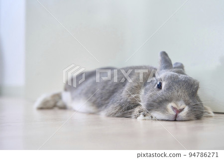 A rabbit lying down 94786271