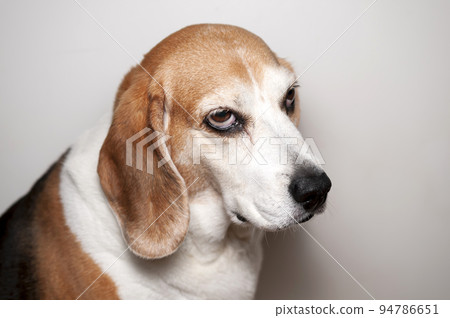 Grumpy beagle best sale