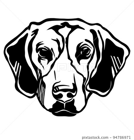 Abstract portrait of a beagle dog black contour illustration Abstract portrait of a beagle dog black contour illustration 94786971