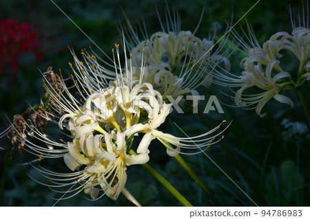 沿箭頭Katsukawa的群集孤挺花 沿箭頭Katsukawa的群集孤挺花 94786983