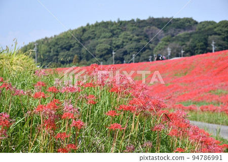沿箭頭Katsukawa的群集孤挺花 94786991