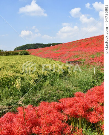 A cluster amaryllis along the arrow Katsukawa A cluster amaryllis along the arrow Katsukawa 94786992