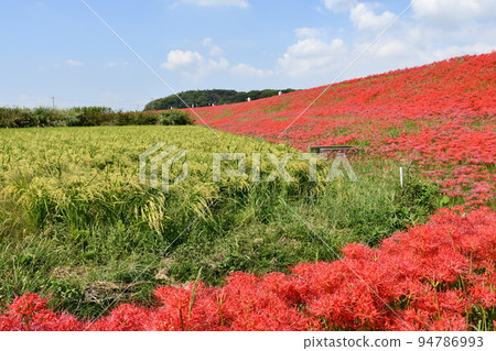 A cluster amaryllis along the arrow Katsukawa A cluster amaryllis along the arrow Katsukawa 94786993