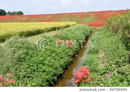A cluster amaryllis along the arrow Katsukawa 94786994