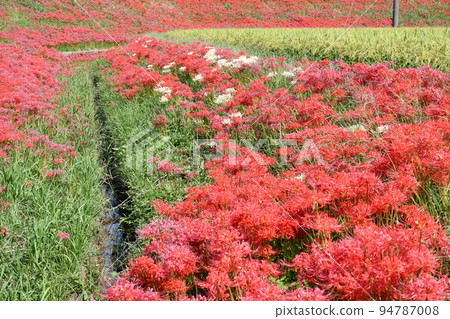 A cluster amaryllis along the arrow Katsukawa A cluster amaryllis along the arrow Katsukawa 94787008