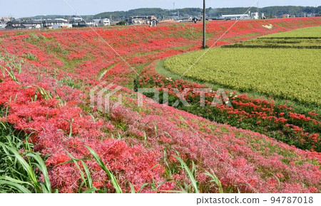 A cluster amaryllis along the arrow Katsukawa 94787018