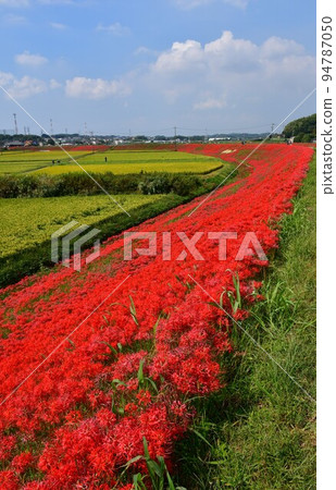 A cluster amaryllis along the arrow Katsukawa 94787050