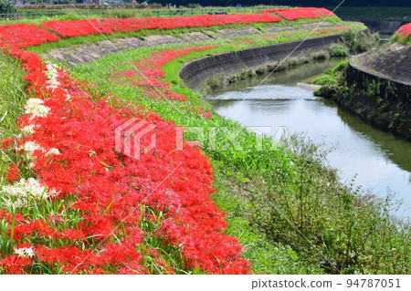 沿箭頭Katsukawa的群集孤挺花 沿箭頭Katsukawa的群集孤挺花 94787051