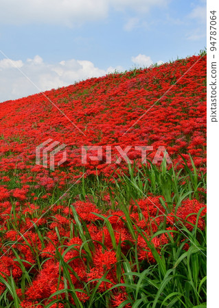 A cluster amaryllis along the arrow Katsukawa A cluster amaryllis along the arrow Katsukawa 94787064
