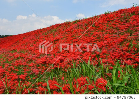 A cluster amaryllis along the arrow Katsukawa A cluster amaryllis along the arrow Katsukawa 94787065